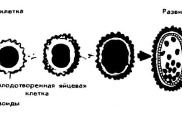 Kraken ссылка зеркало krakentor site